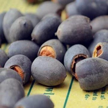 Kwiaty Lotosu | Nasiona Lotosu dla Łatwej Urody Stawu w Dniach