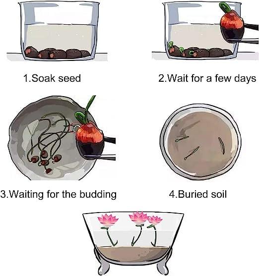 Kwiaty Lotosu | Nasiona Lotosu dla Łatwej Urody Stawu w Dniach